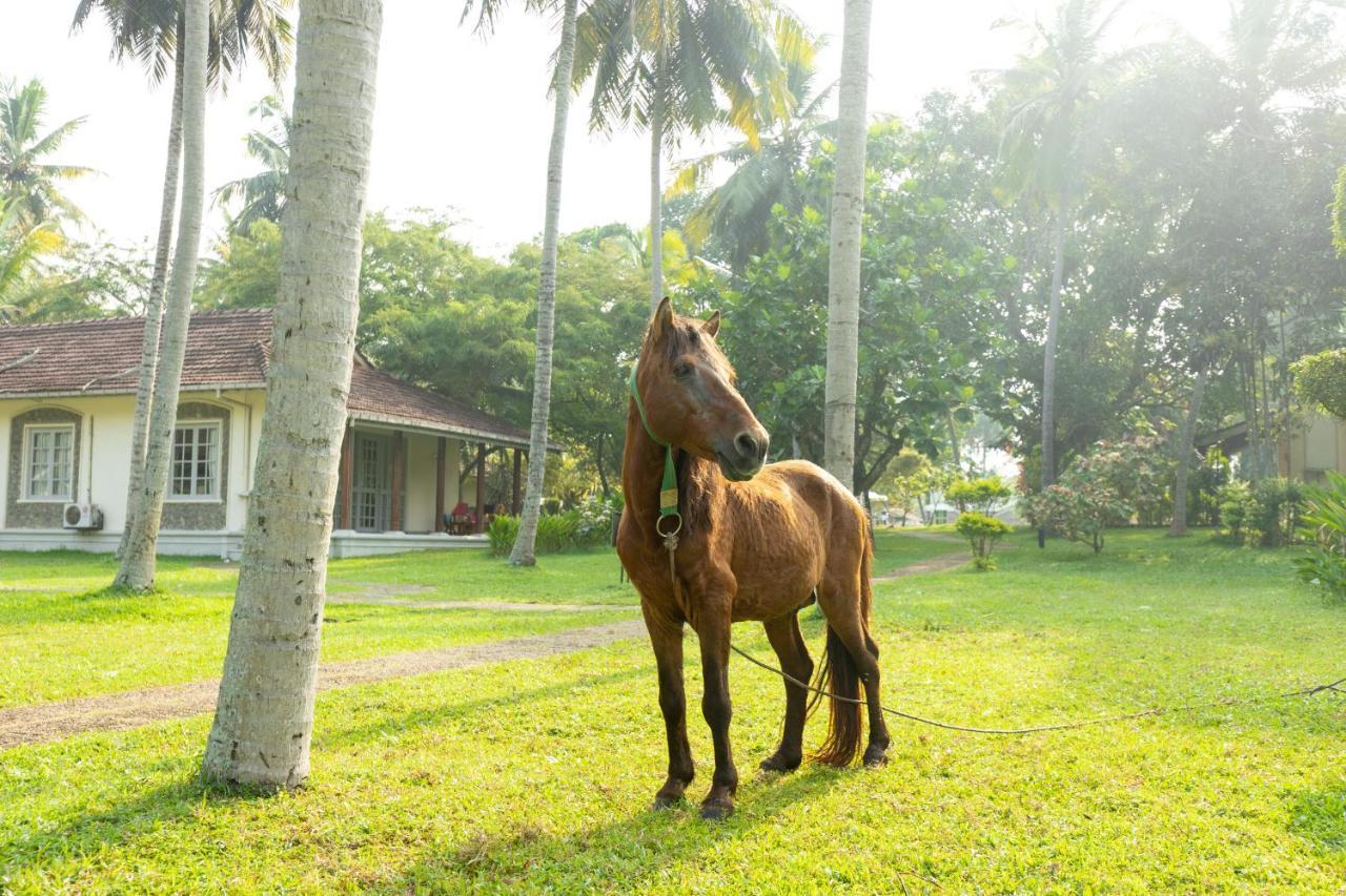 Tamarind Tree Garden Resort - Katunayake Negombo Exteriör bild
