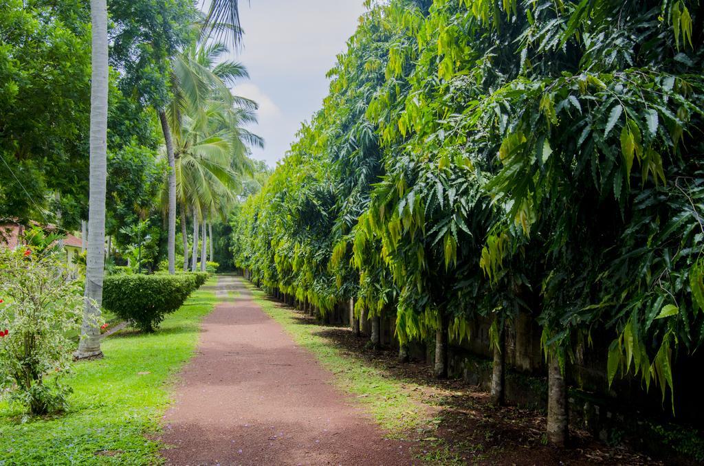 Tamarind Tree Garden Resort - Katunayake Negombo Exteriör bild